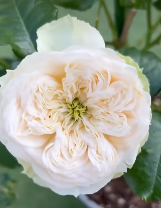 Whitby Abbey lookalike rose plant large flower bush deciduous shrub