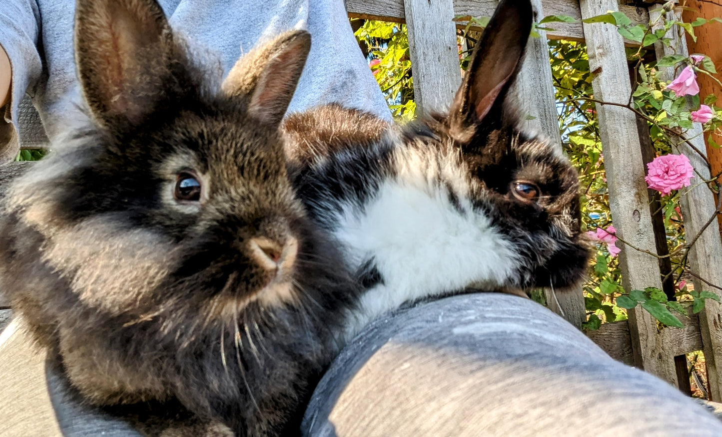 2-6 month old bunny rabbits