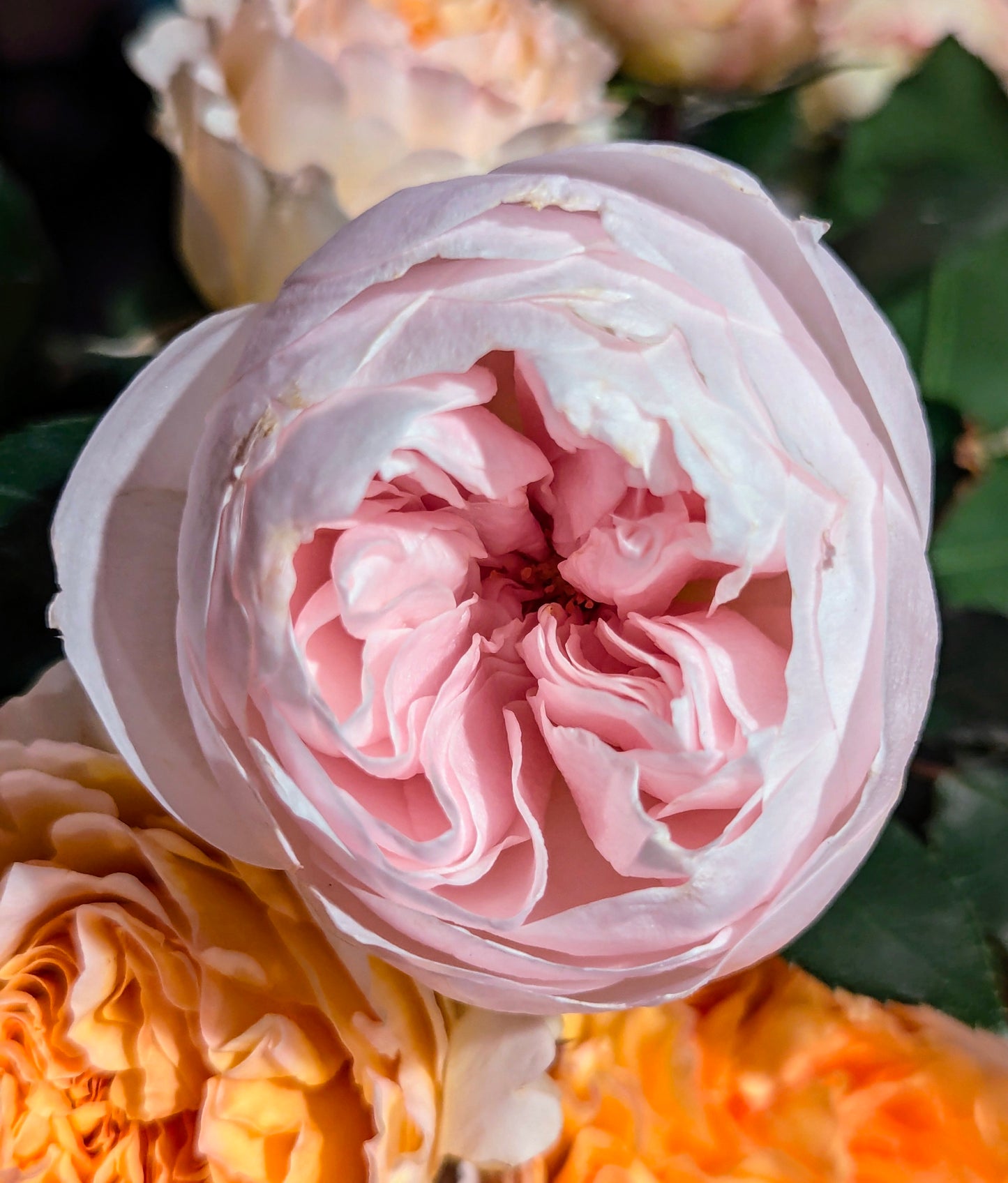 Sabrina lookalike garden rose plant flower bush shrub