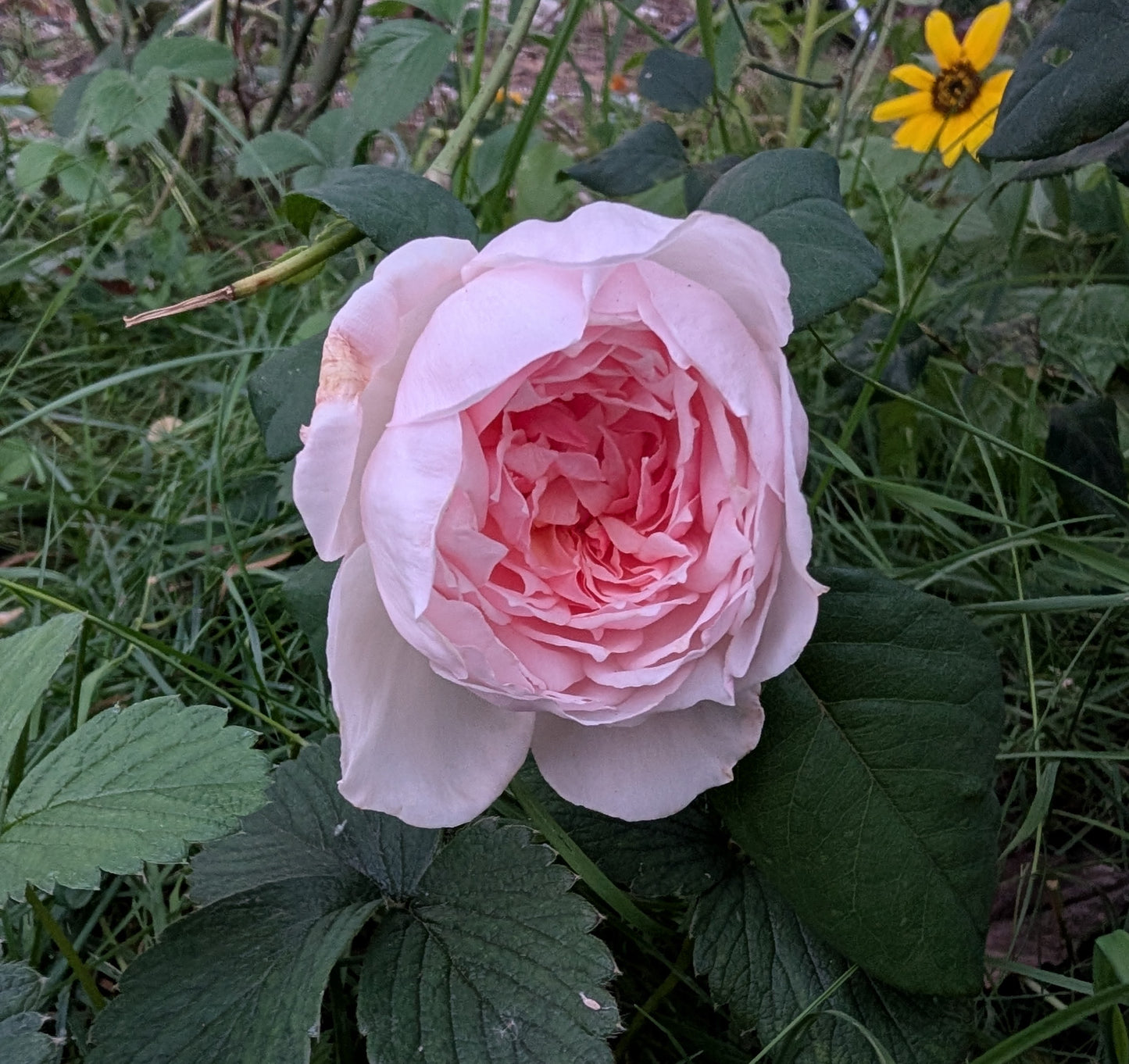 Sweet Frances garden rose plant flower bush shrub
