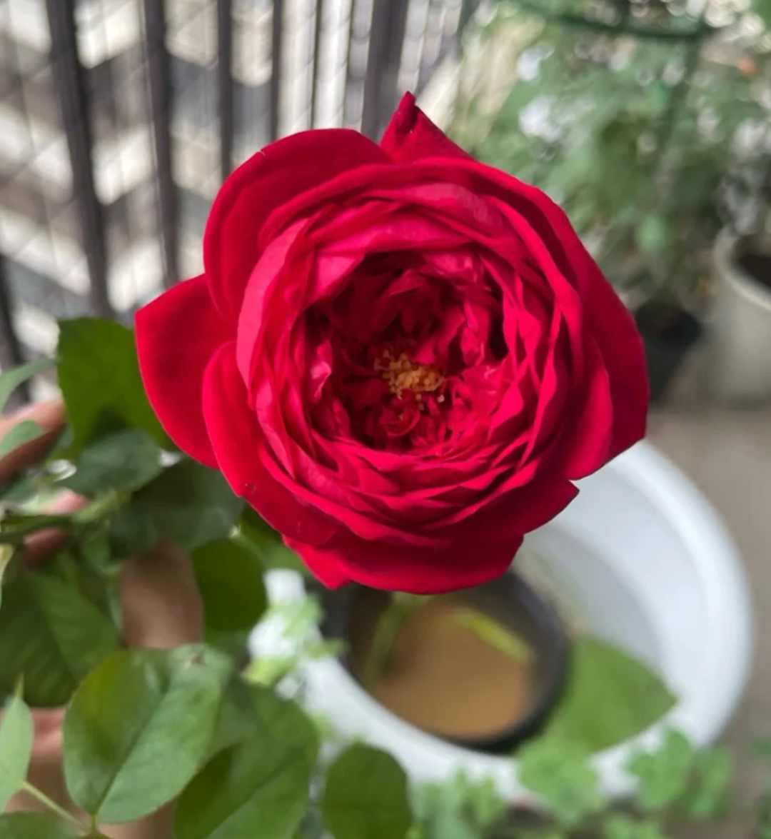 Peony Red lookalike garden rose plant flower bush deciduous shrub