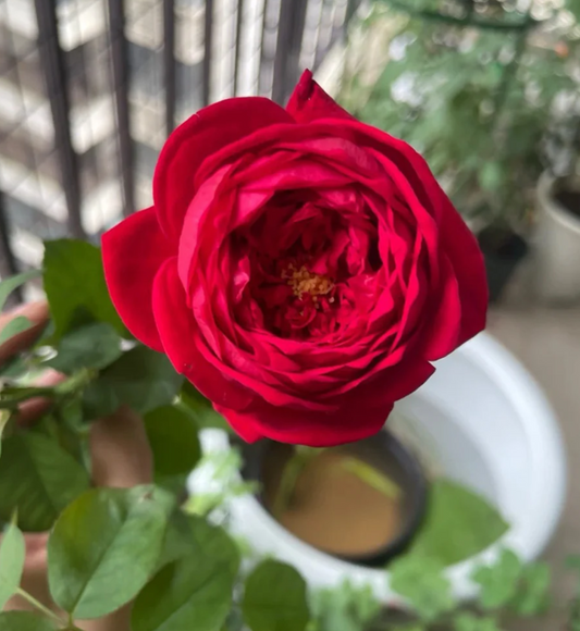 Peony Red lookalike garden rose plant flower bush deciduous shrub