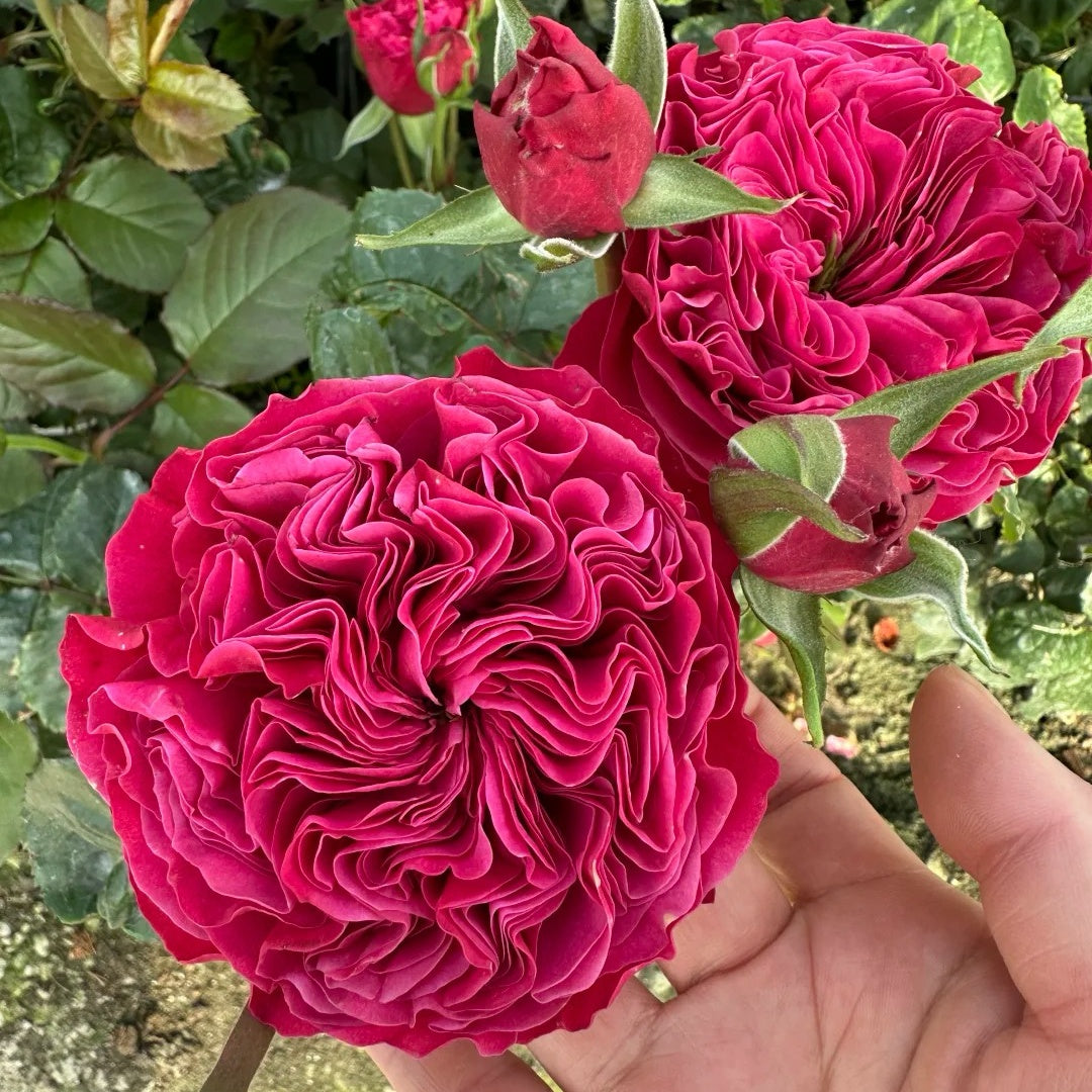 Pink N Pretty lookalike garden rose plant flower bush shrub