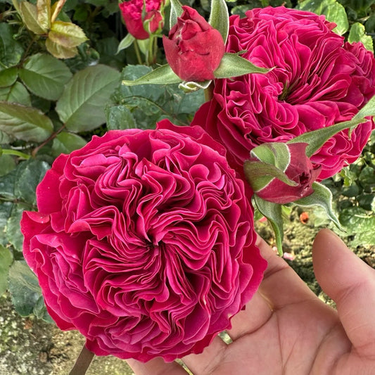 Pink N Pretty lookalike garden rose plant flower bush shrub