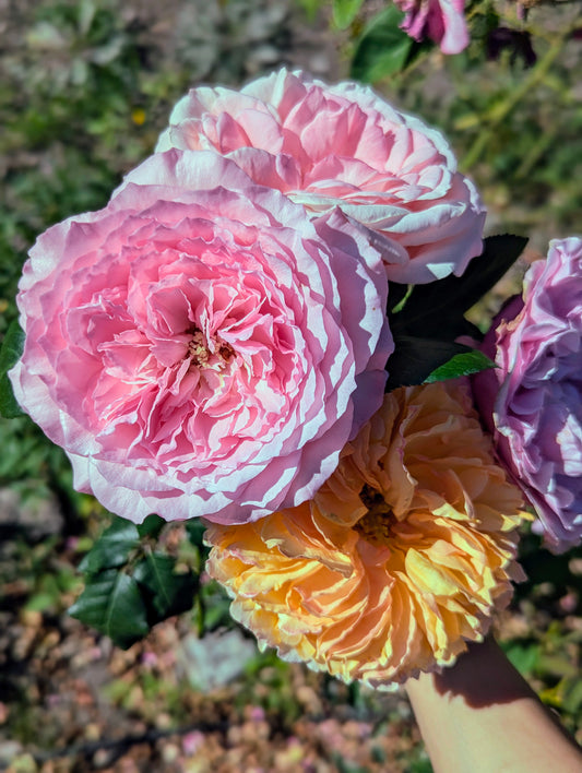 Mayra Pink lookalike garden rose plant flower bush shrub