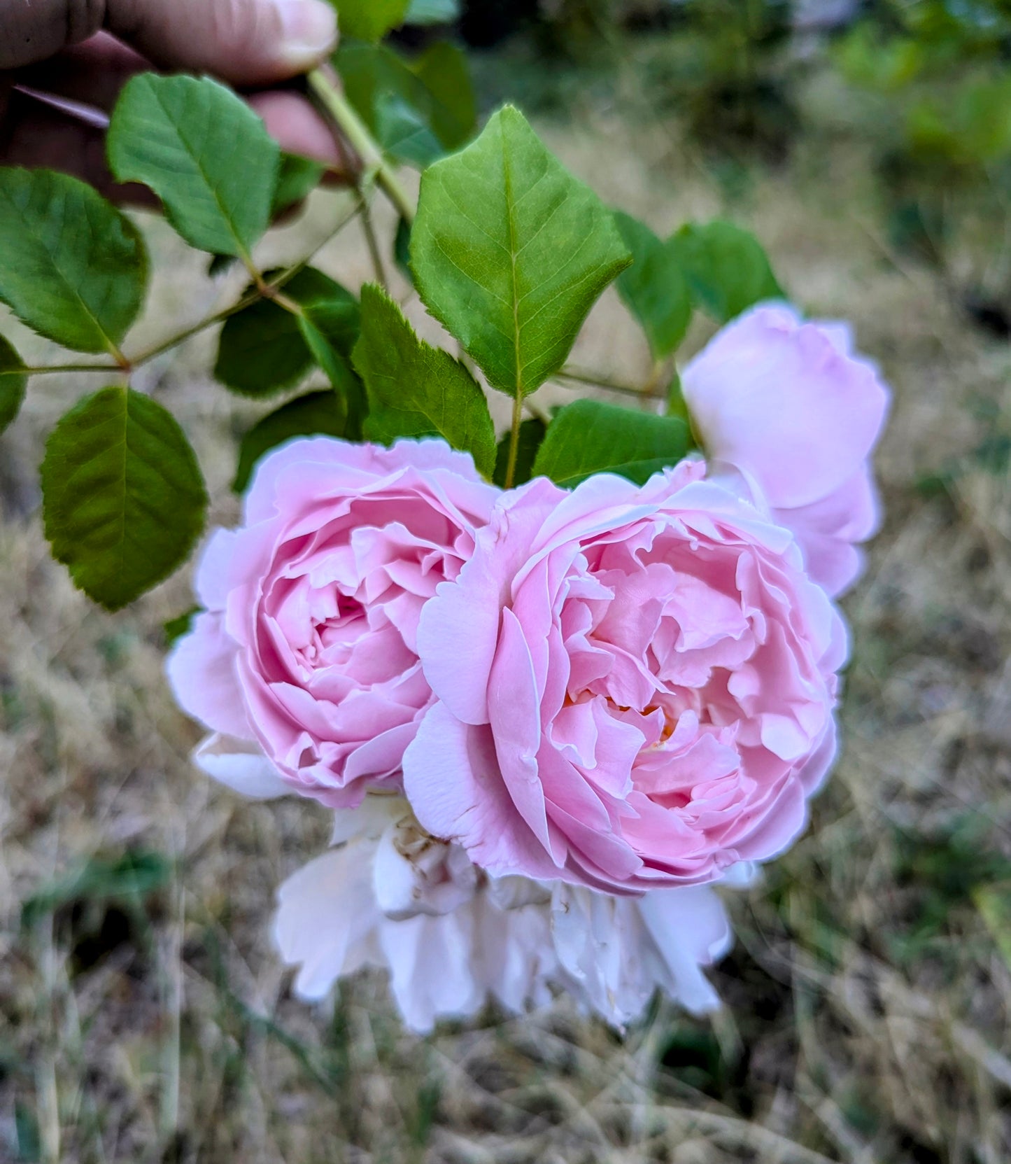 10 mixed rose plants: English Ausjameson, her lover Romeo, Ausimmon and her other friends