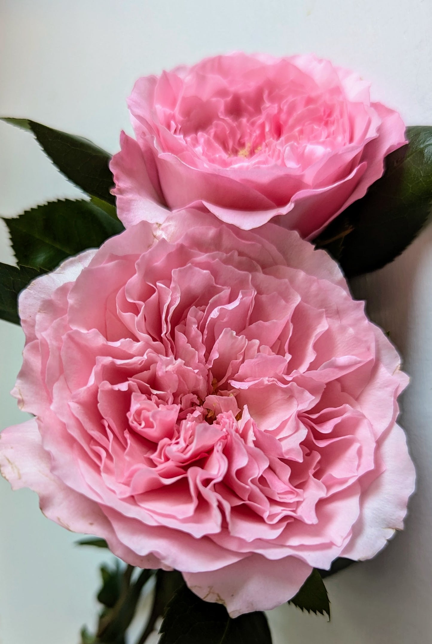 Mayra Pink lookalike garden rose plant flower bush shrub