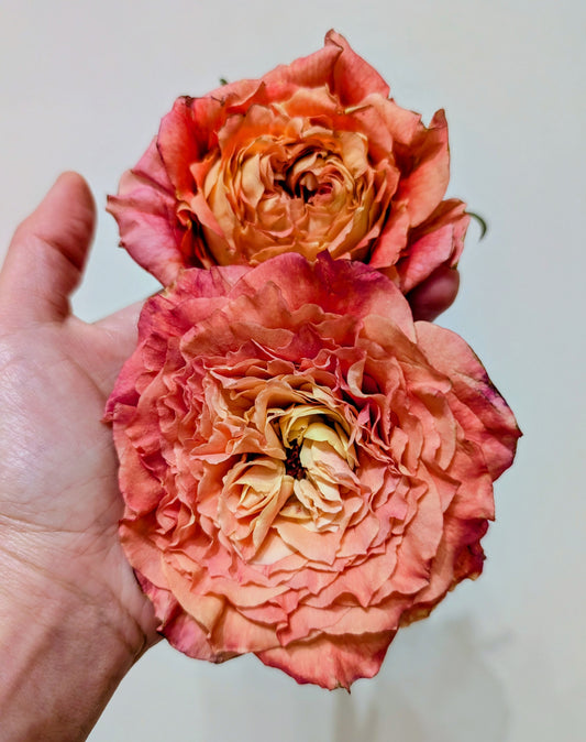 Orange Romantica lookalike garden rose plant flower bush deciduous shrub