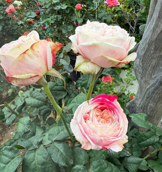 Tamaki garden rose plant flower bush shrub