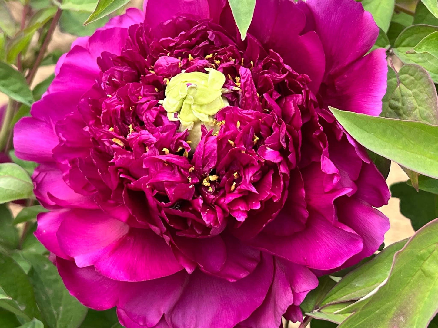 "Champion Crown" large flower tree peony