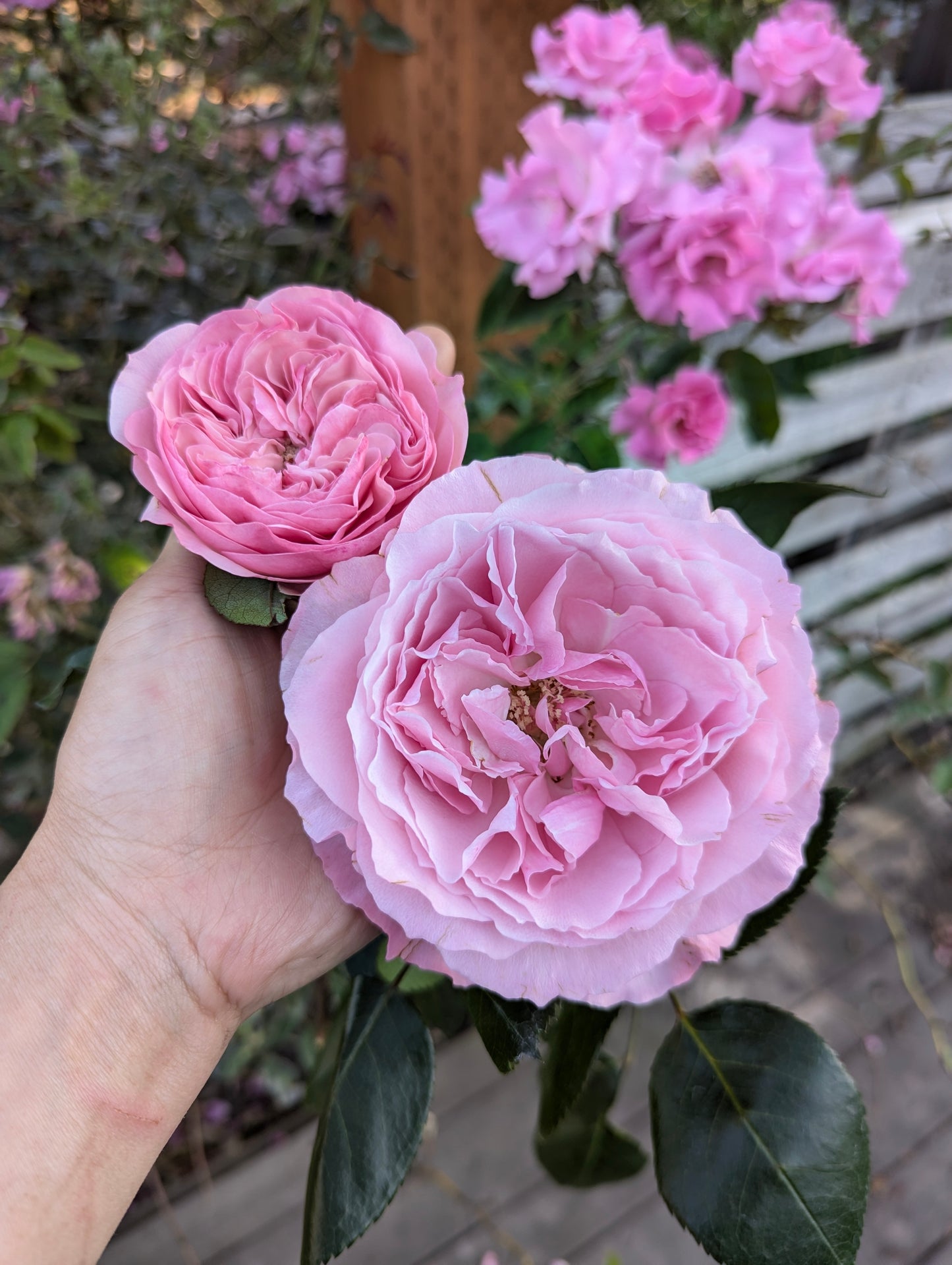 Mayra Pink lookalike garden rose plant flower bush shrub