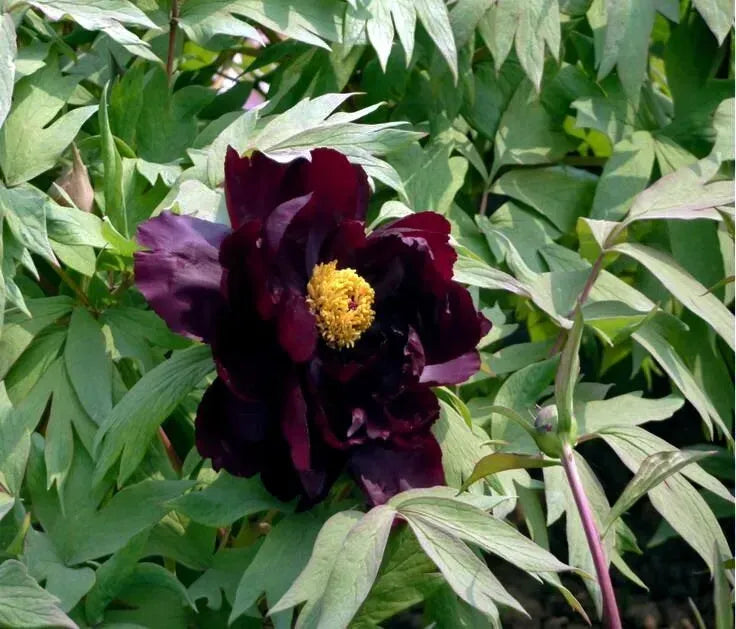 Hatsugarasu Japanese large flower tree peony