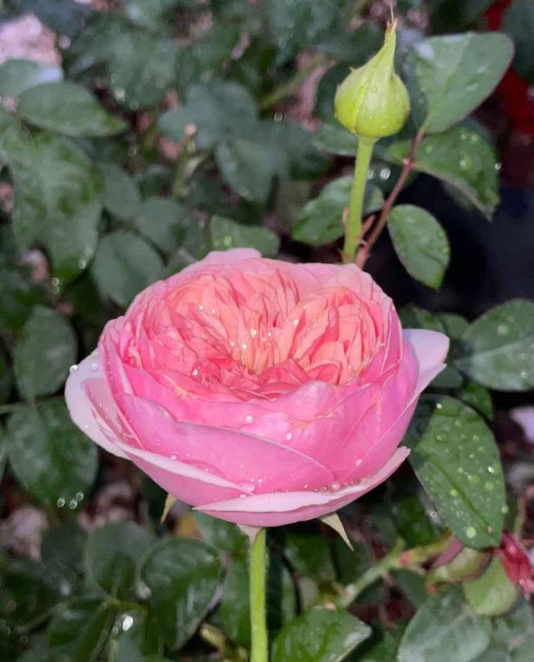 Romeo lookalike garden rose plant flower bush deciduous shrub