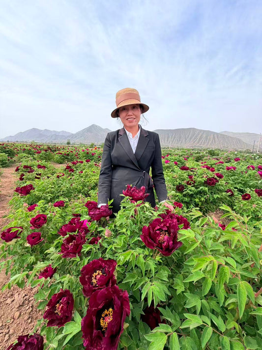 Wu jin yao hui tree peony