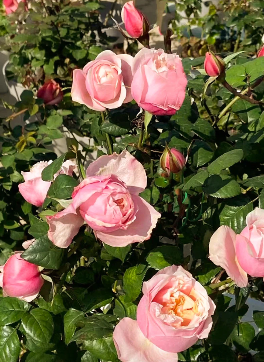 Notting Hill lookalike garden rose plant large flower bush deciduous shrub