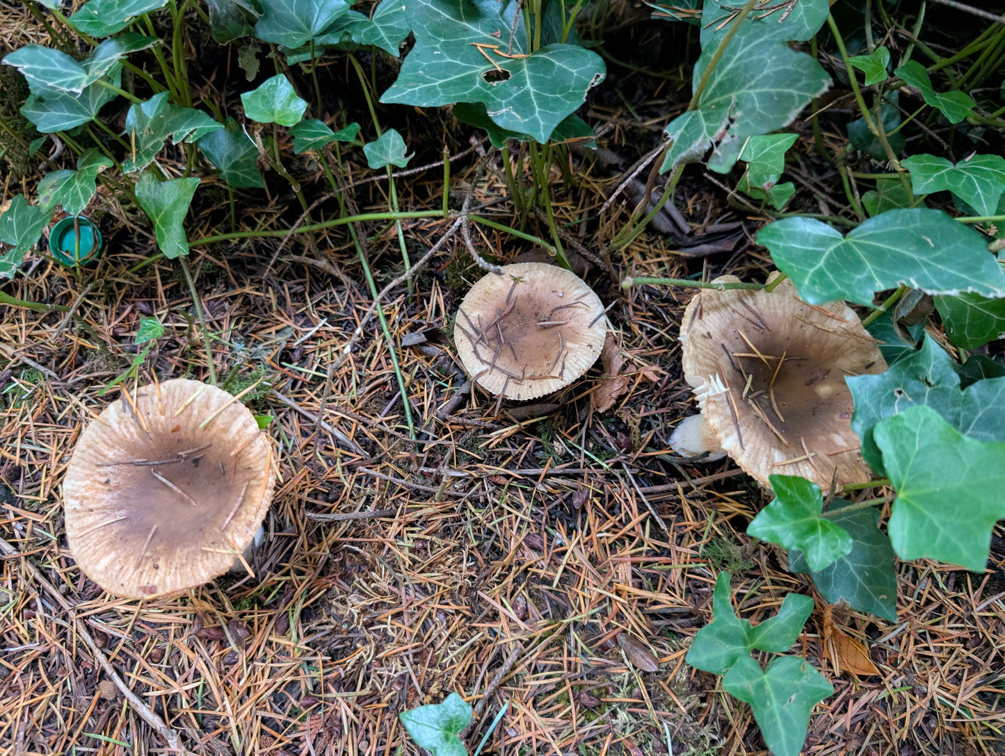 Russula mushroom spores