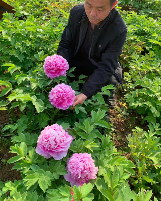 Purple Blue King tree peony