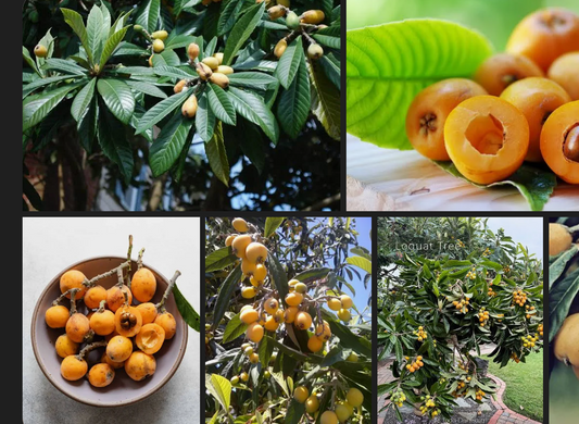 Free mixed loquat cuttings