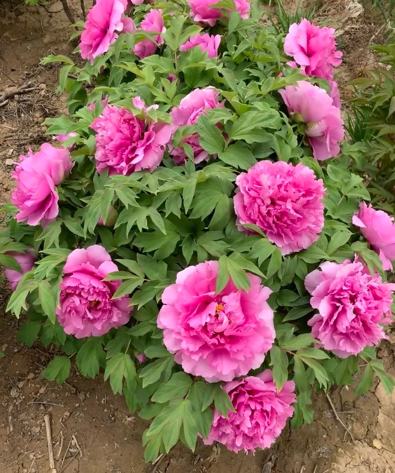 "Prosperous Family" large flower tree peony