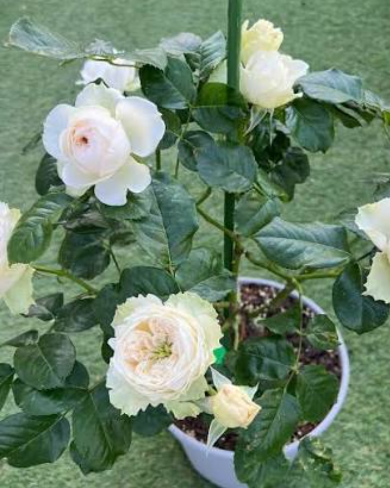 Whitby Abbey lookalike rose plant large flower bush deciduous shrub