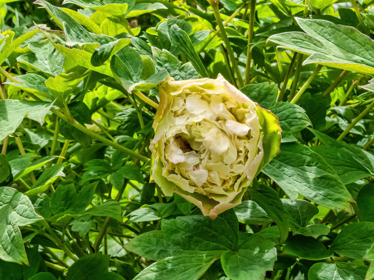 "Green peas" large flower tree peony