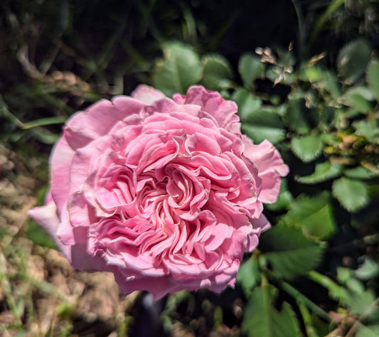 Ashley lookalike thornless rose garden rose plant flower bush shrub