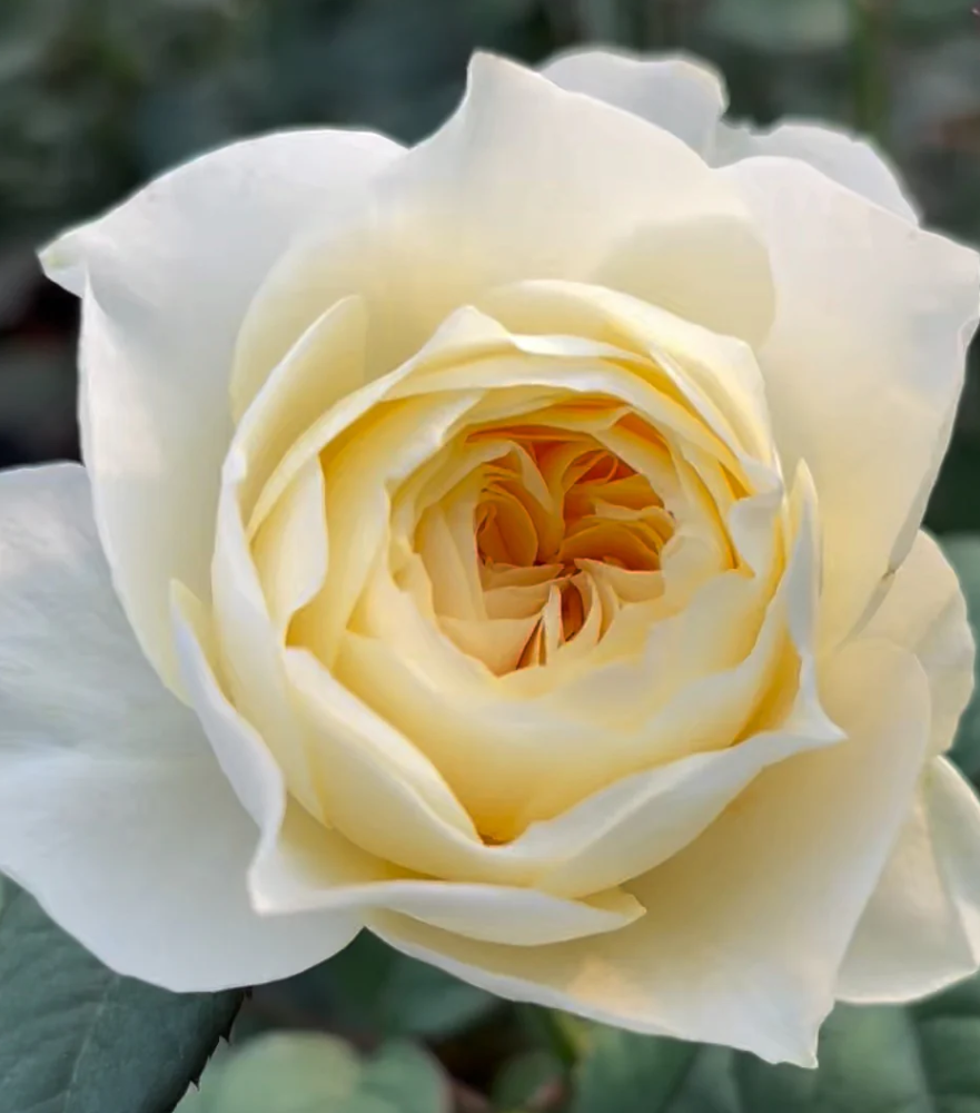 Nona lookalike garden rose plant flower bush shrub