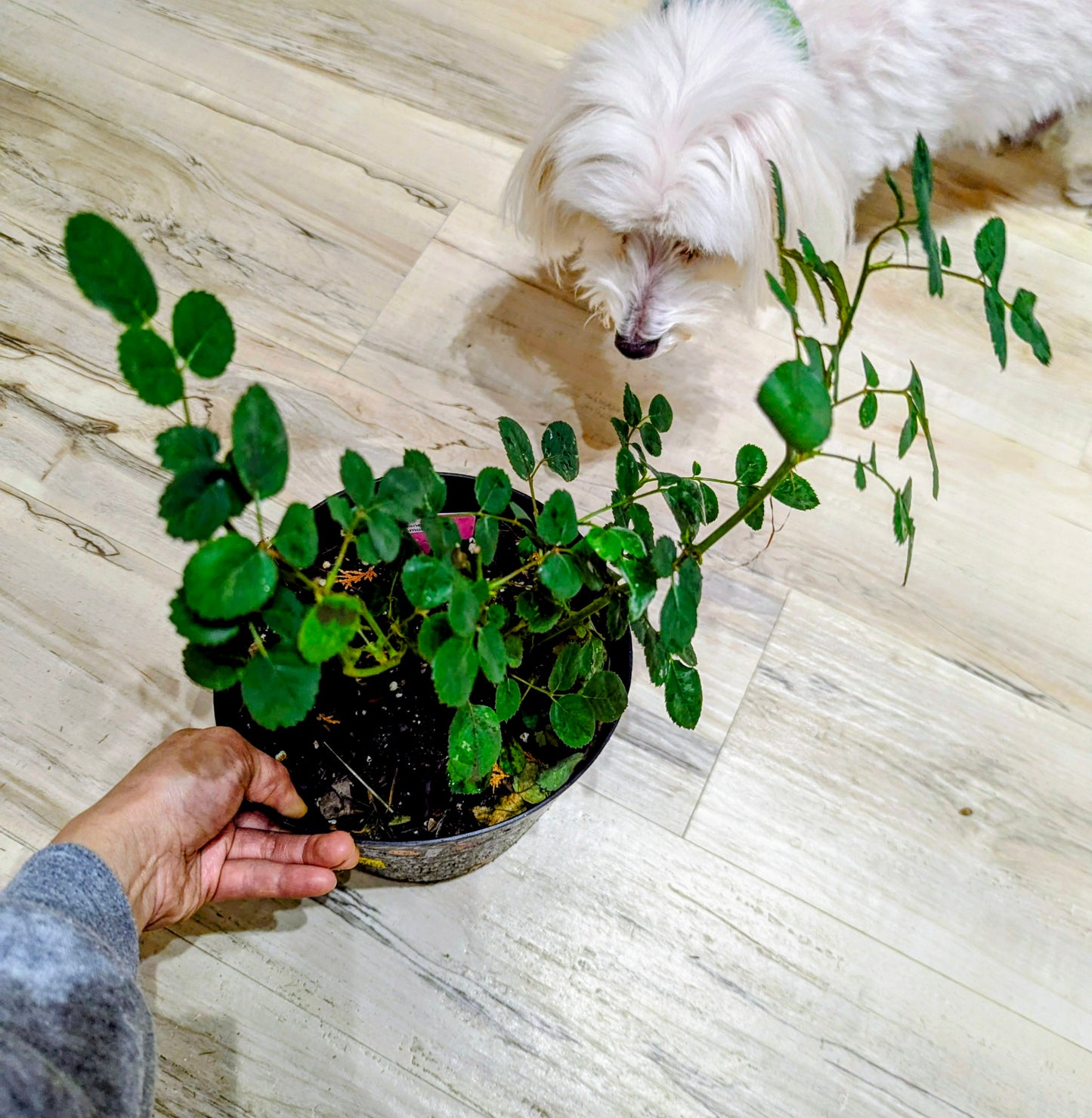 Deep red wedding garden rose plant large flower bush deciduous shrub