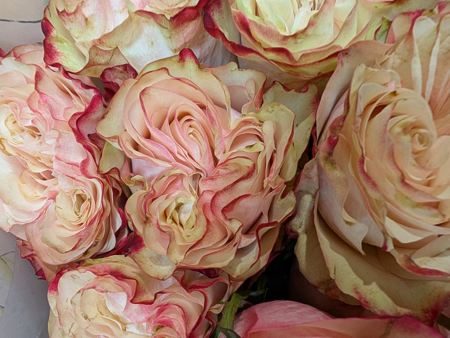 Country Candy lookalike garden rose plant flower bush deciduous shrub