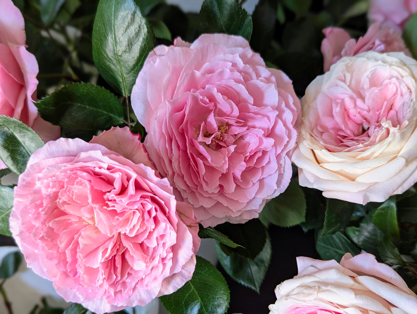 Mayra Pink lookalike garden rose plant flower bush shrub