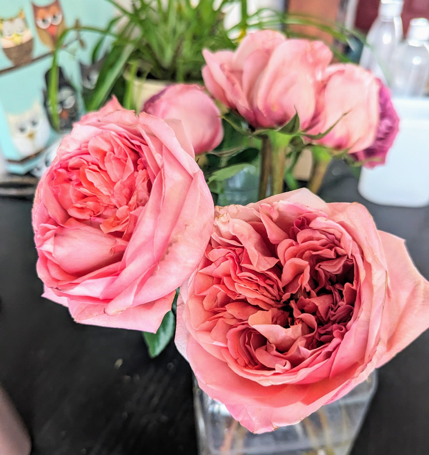 Pink Xpression lookalike garden rose plant flower bush shrub