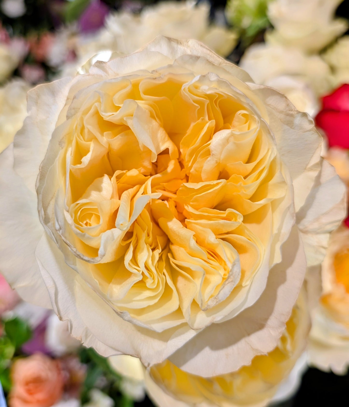 Antonia's Garden lookalike garden rose plant large flower bush deciduous shrub