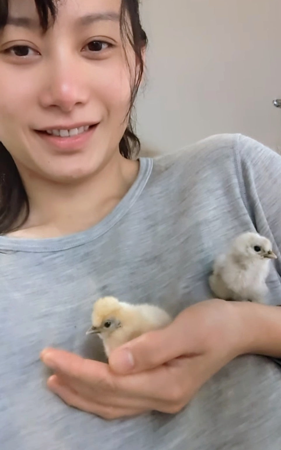 2 baby silkie chicks