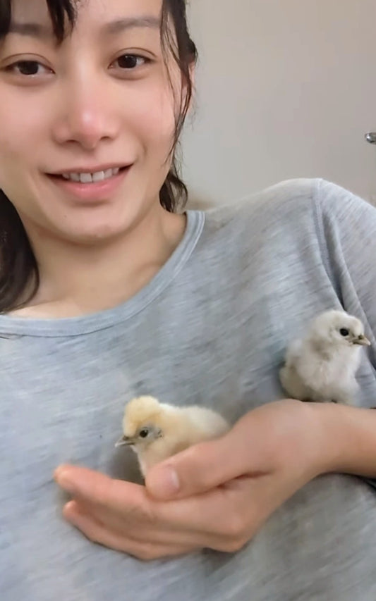 2 baby silkie chicks