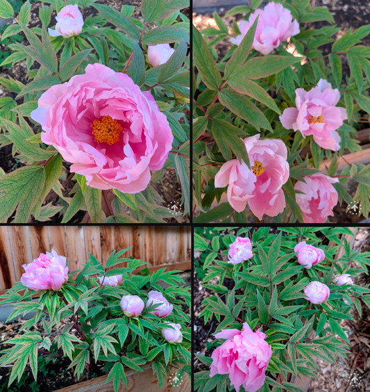 "Yachiyo tsubaki" Japanese tree peony