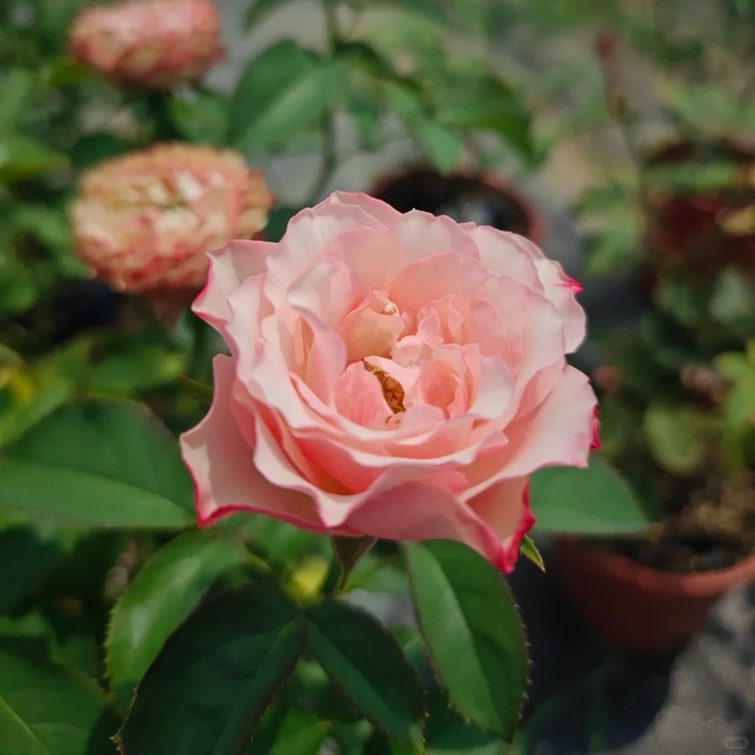 Country Candy lookalike garden rose plant flower bush deciduous shrub