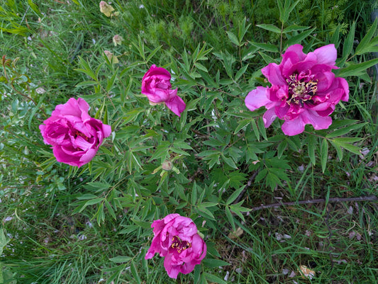 Yin Zhen Xiu Hong Pao tree peony