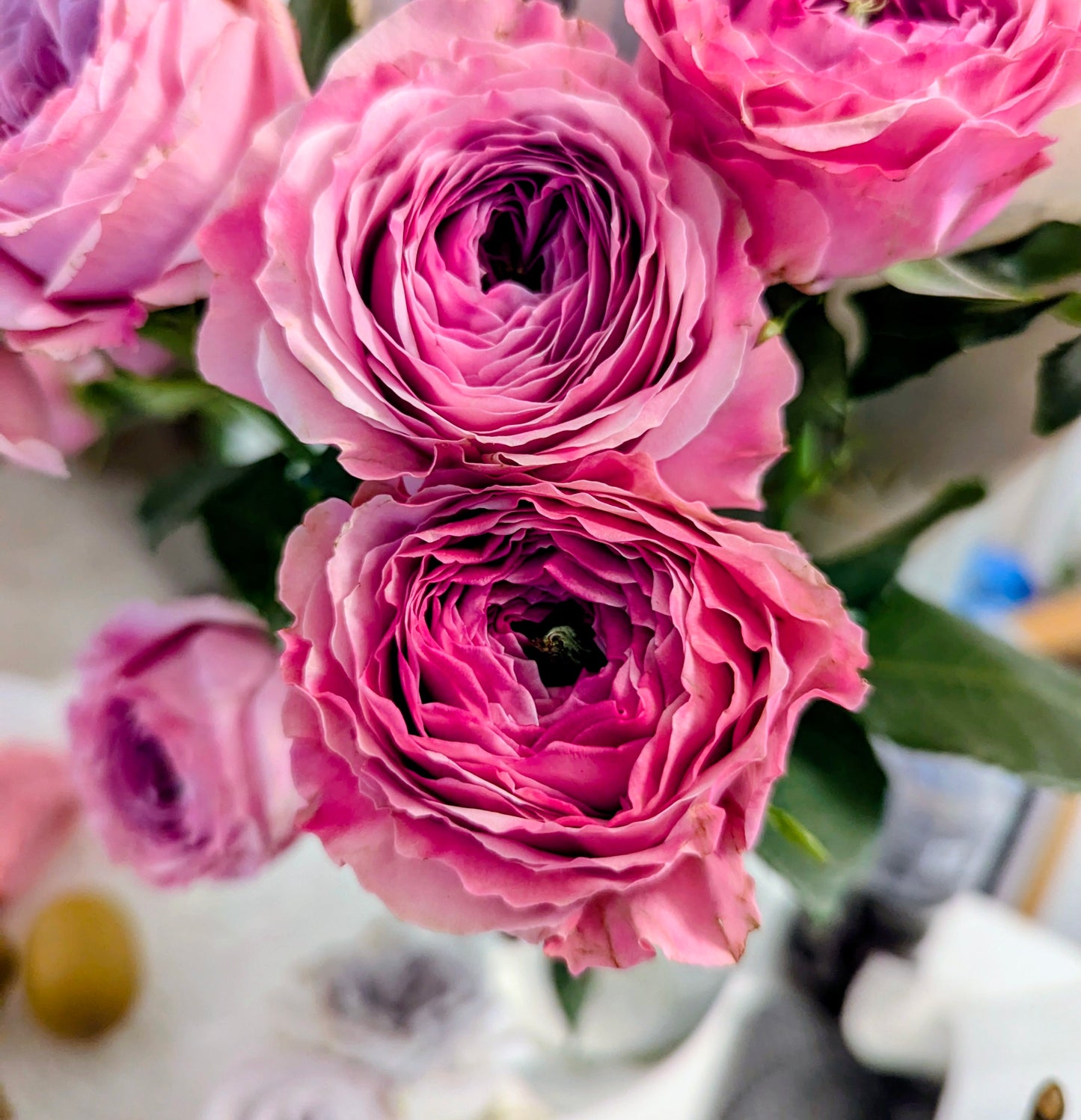 Peonikiss lookalike garden rose plant flower bush shrub