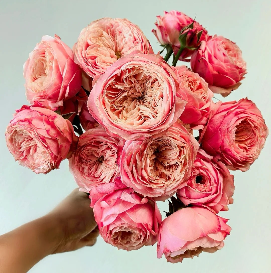 Sweet Harper lookalike garden rose plant flower bush deciduous shrub