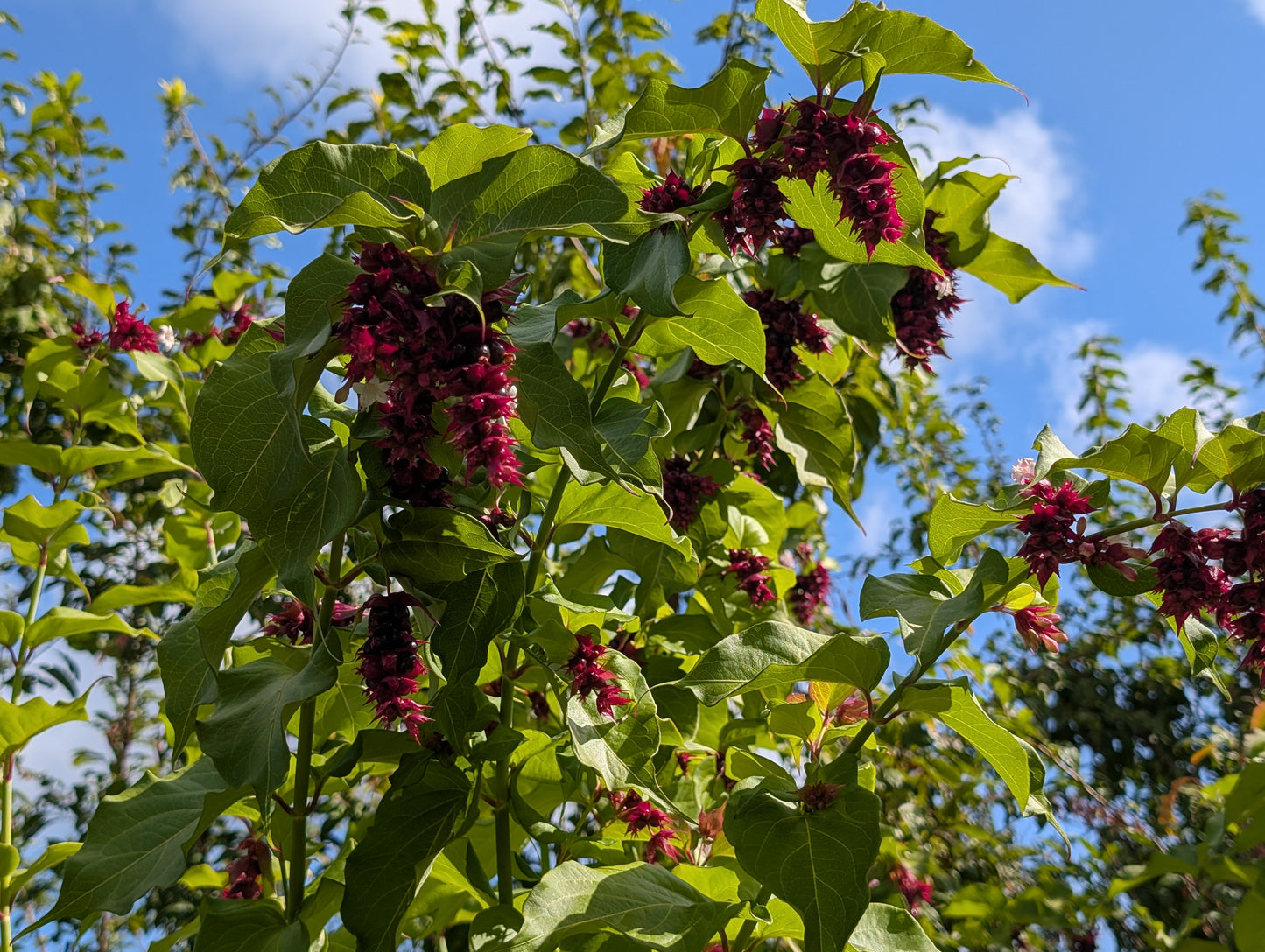 Free Himalayan honeysuckle seeds and cuttings