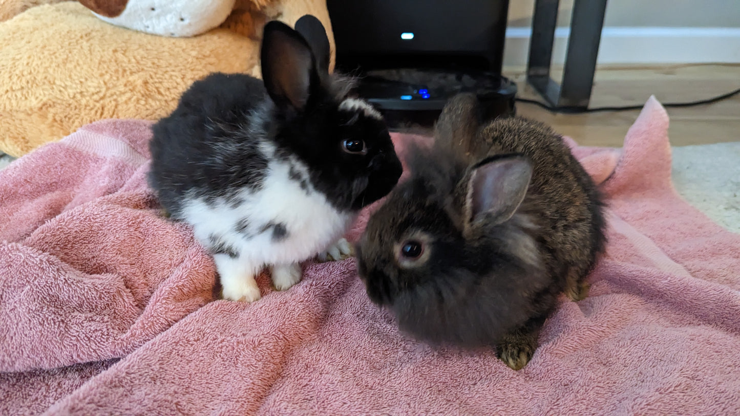 2-6 month old bunny rabbits