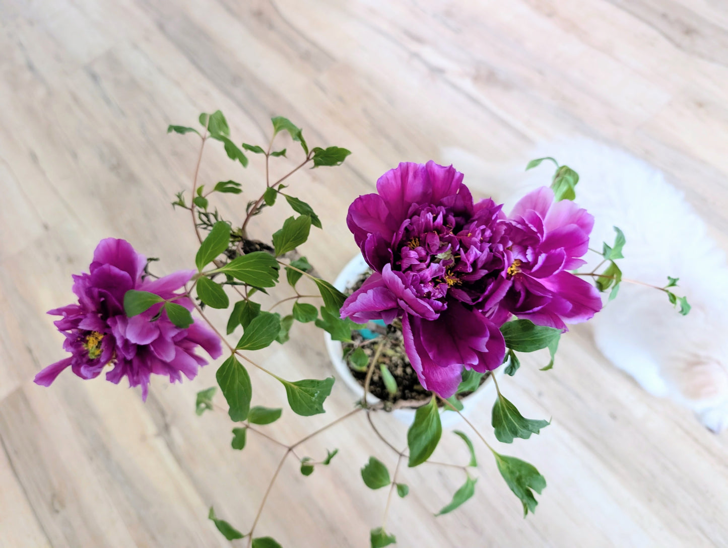"Champion Crown" large flower tree peony