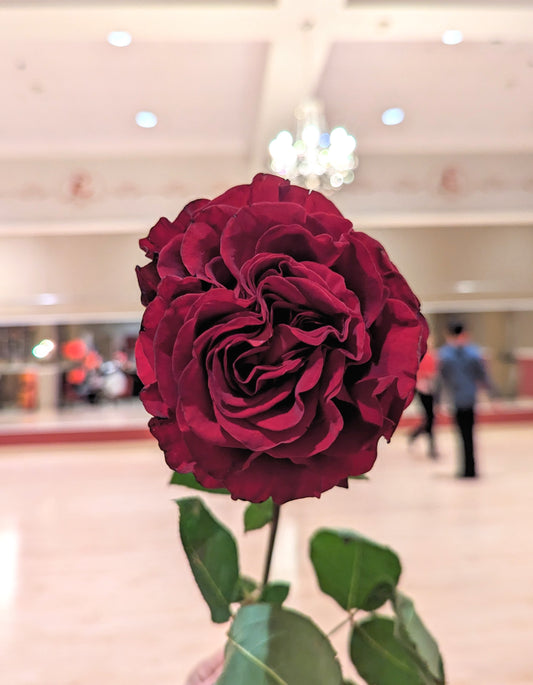 Hearts lookalike garden rose plant flower bush shrub