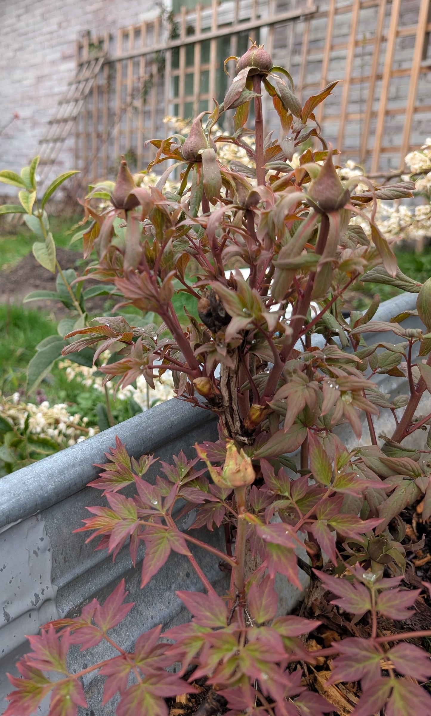 "Coral Terrace" fragrant large flower tree peony