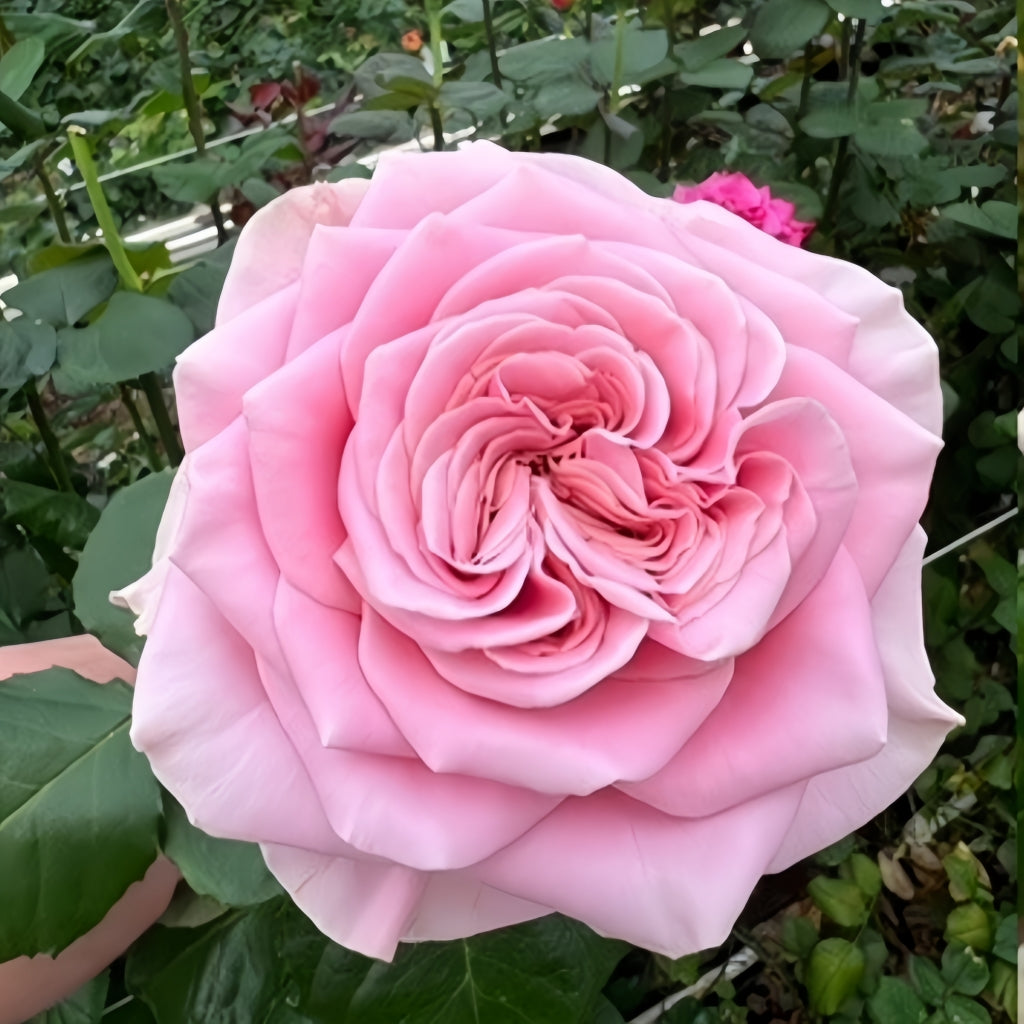 Rebellion Pink lookalike garden rose plant flower bush shrub