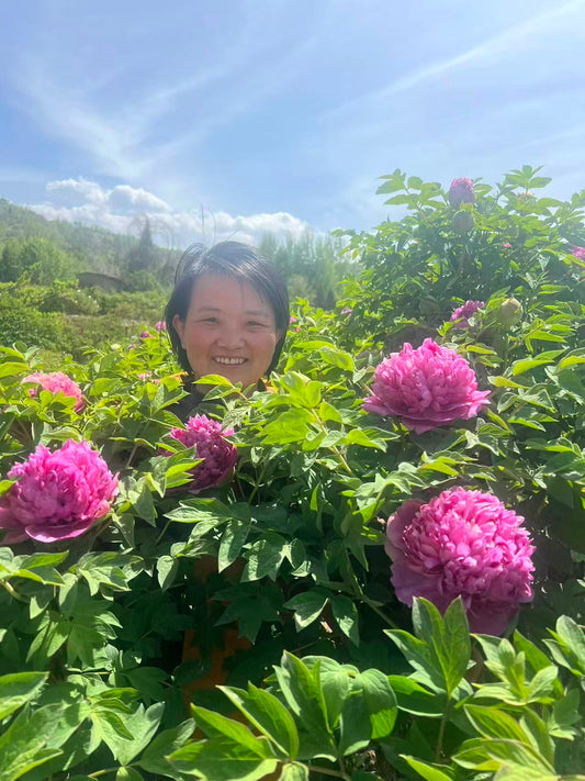 Hong Lou Jing Meng tree peony