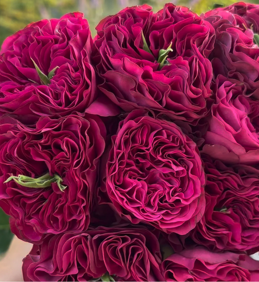 Cherry Velvet lookalike garden rose plant flower bush shrub