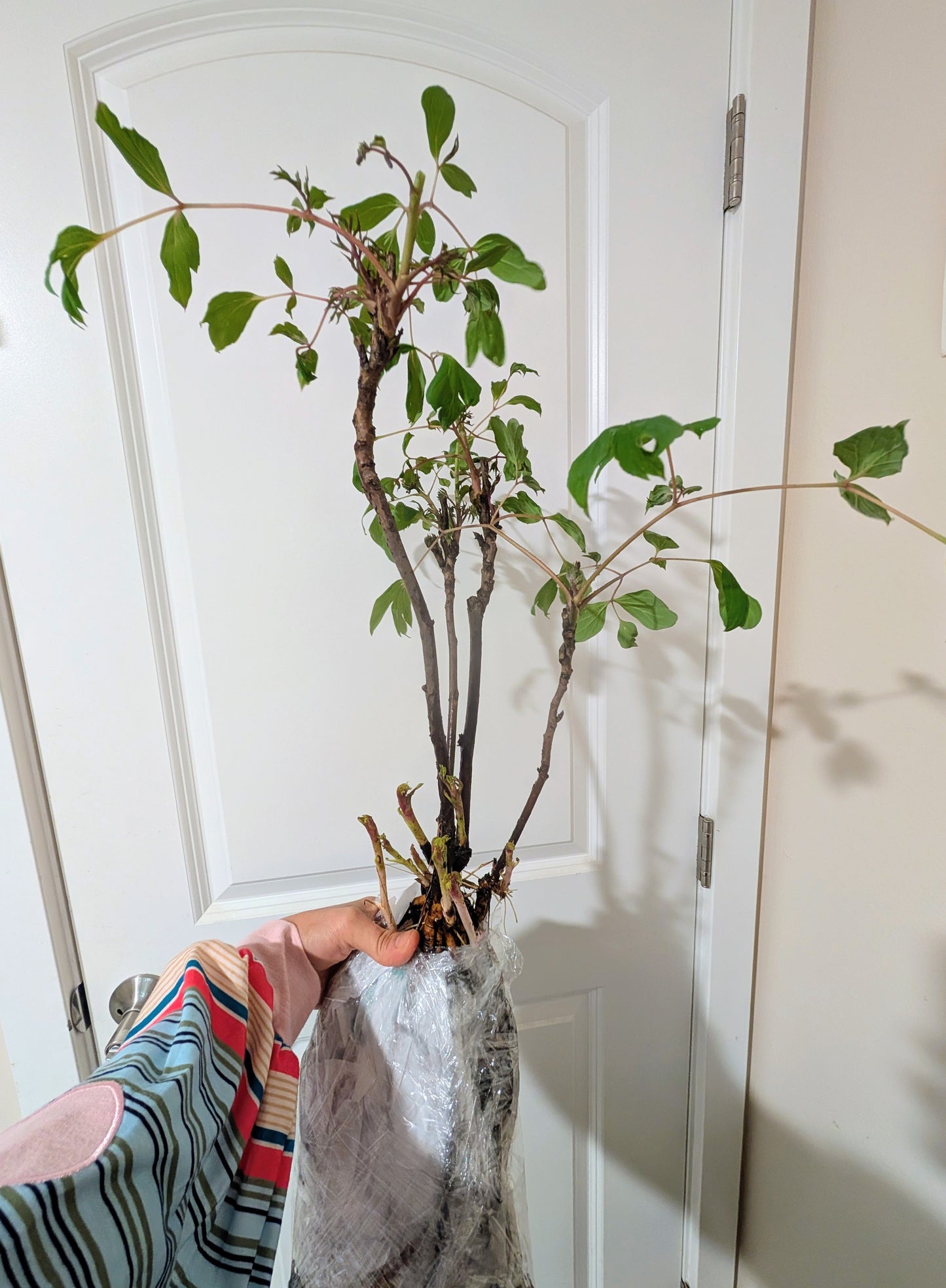 Hong Guan Yu Dai tree peony
