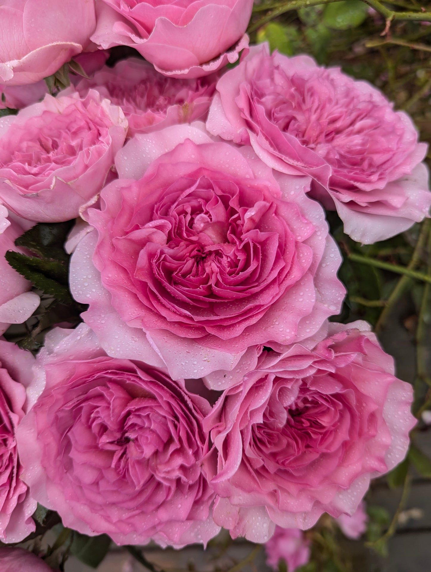 New rose garden rose plant flower bush shrub