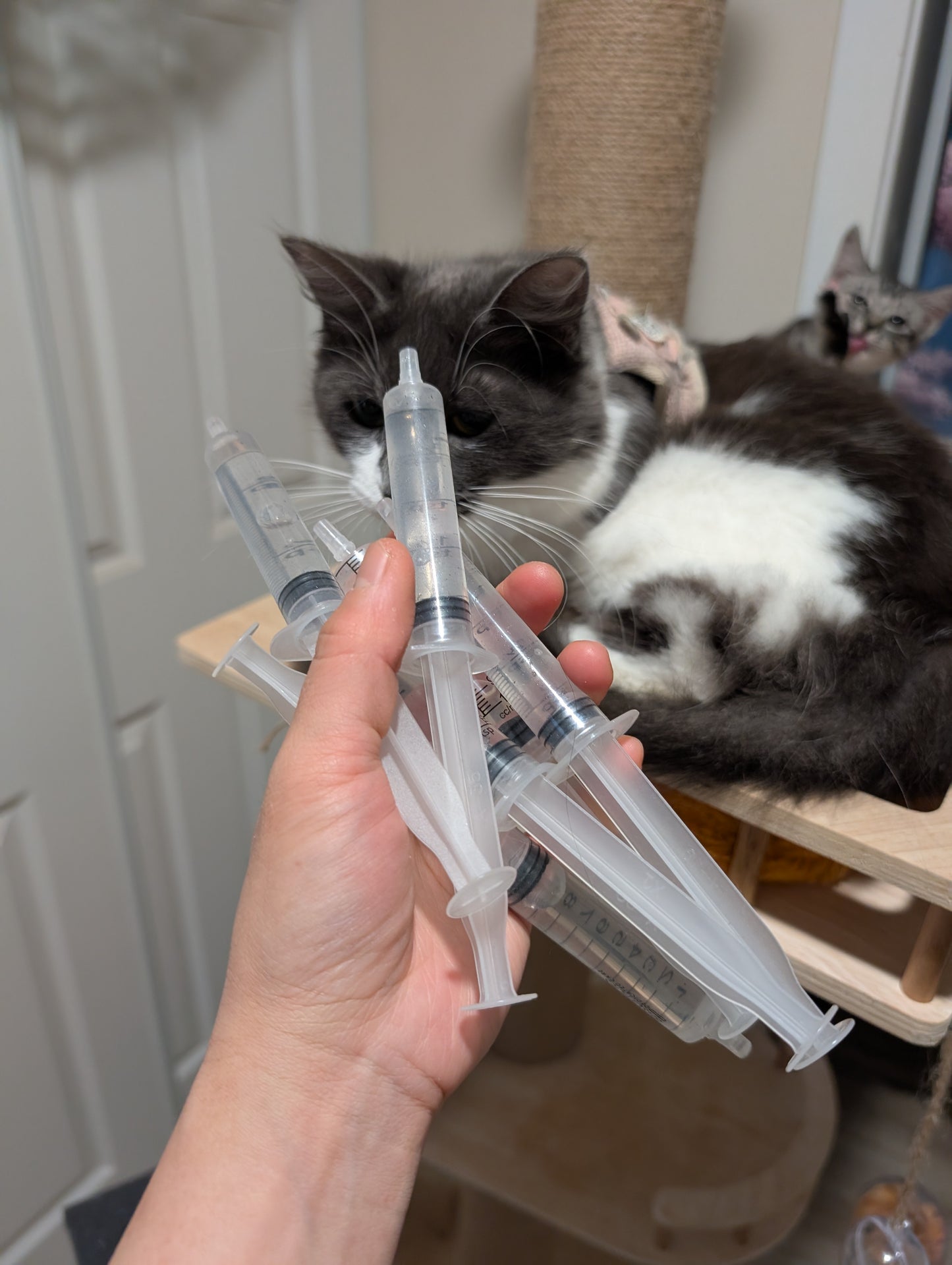 Free mixed fungi spore syringes